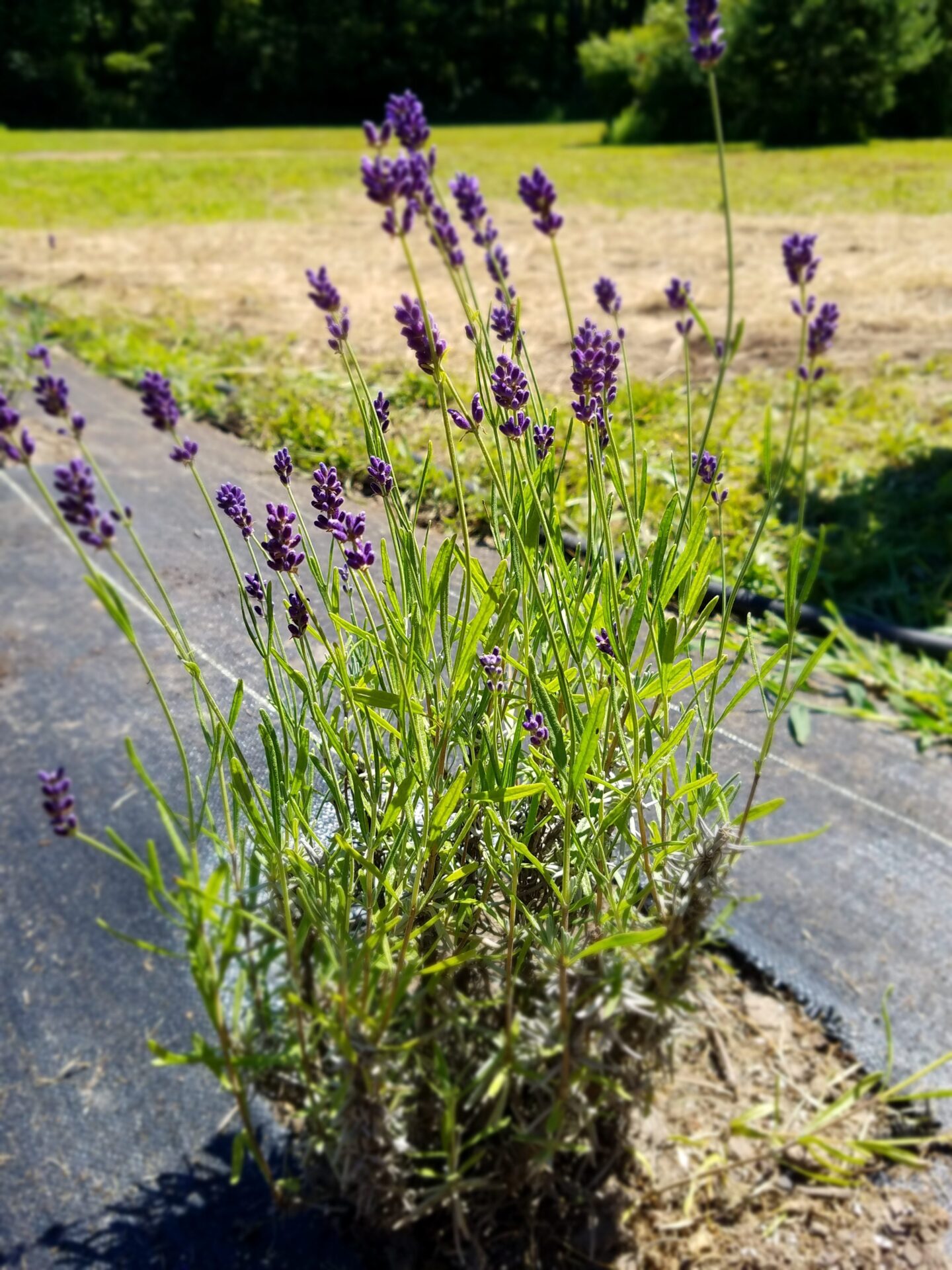 Lavender Plant