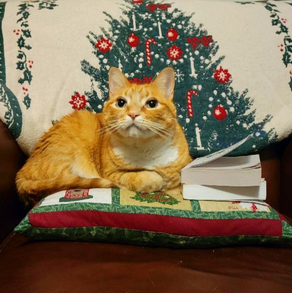cat with books and christmas blanket
