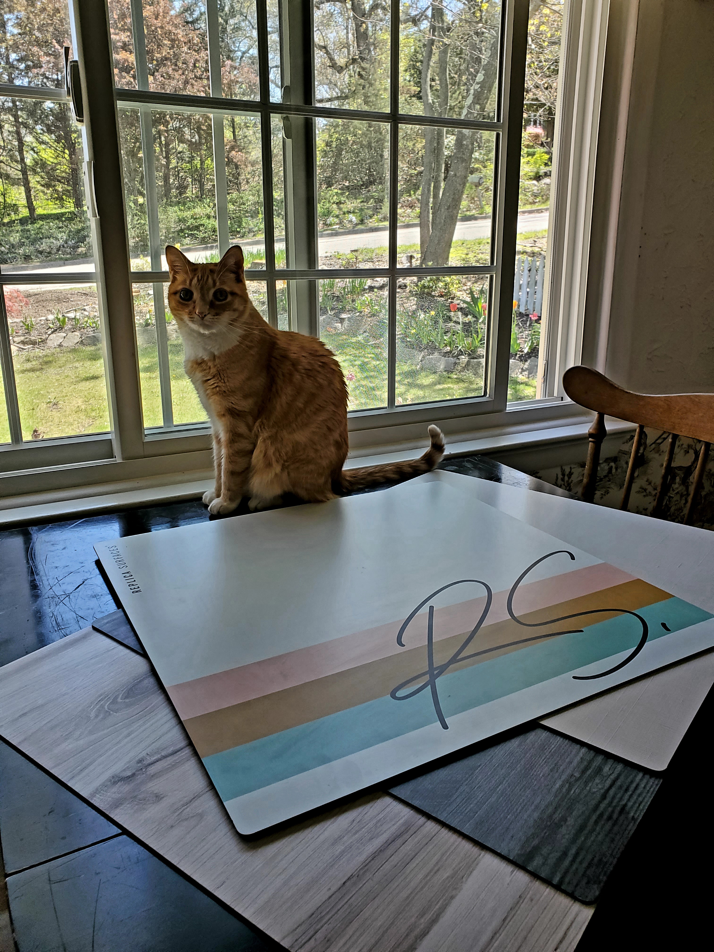 cat and replica surfaces