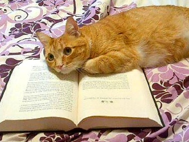 cat and book